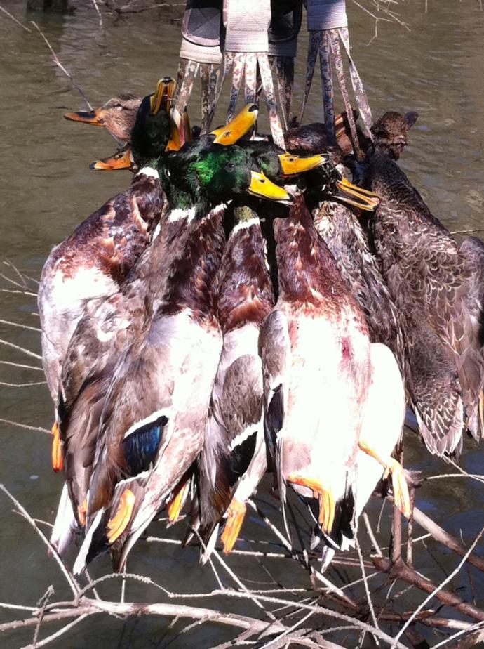Arkansas Duck Hunting Guide